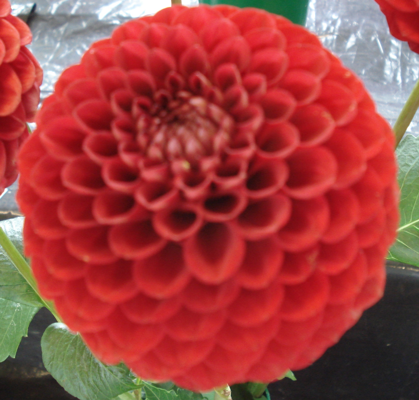 Blyton Lady in Red.jpg (7122 bytes)